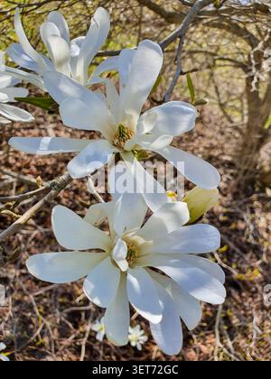 Primo piano dei fiori della stella magnolia in piena fioritura con stretti petali bianchi all'inizio della primavera Foto Stock