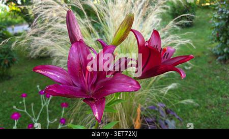 Un primo piano di petali magenta lililium e boccioli freschi con uno sfondo di prato verde sfocato e delicato ago d'argento stipa erba Foto Stock