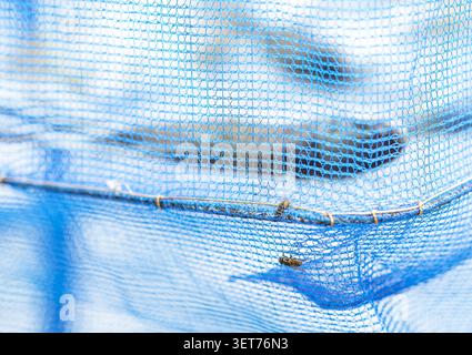 Immagine ravvicinata di una mosca che poggia su una rete di plastica blu che avvolge e protegge il pesce fermentato salato che si asciuga sotto il sole all'aperto, un tradimento Foto Stock