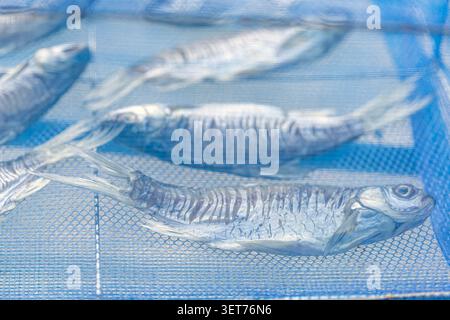 Primo piano di pesce salato argentato essiccato alla luce del sole sotto una rete protettiva in plastica blu progettata per prevenire le mosche e garantire la pulizia, illustrato Foto Stock