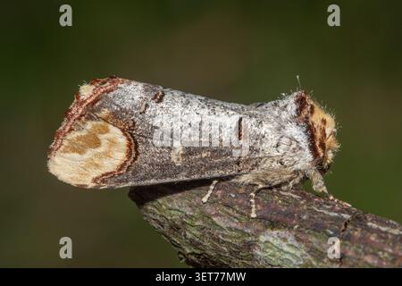 Falena a punta di buff (Phalera bucephala), una specie di falena che somiglia alla corteccia di betulla, Inghilterra, Regno Unito Foto Stock