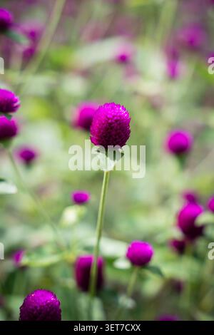 Primo piano di vibranti fiori di amaranto globo viola. La splendida gomphrena globosa fiorisce sotto una luce naturale soffusa con uno sfondo verde sfocato. Foto Stock