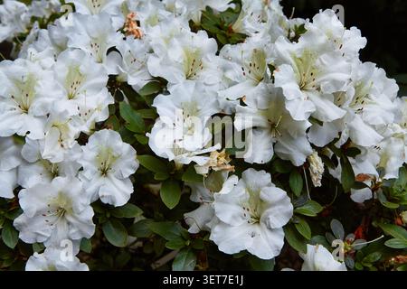 Il cultivar bianco azalea giapponese "Pleasant White" presenta numerose fioriture circondate da lussureggianti foglie verdi, evidenziando la sua bellezza floreale in un giardino Foto Stock