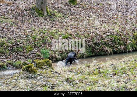 Un cane nero labrador retriever che corre e spruzza attraverso un ruscello naturale poco profondo in un parco forestale circondato da un terreno muschiato e foglie. Foto Stock