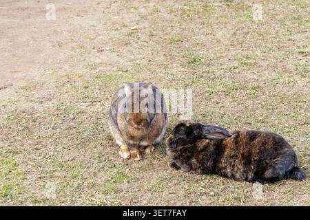 Un coniglio agouti bruno e un coniglietto di tartaruga scuro che riposano insieme su un campo di erba verde in primavera. Foto Stock