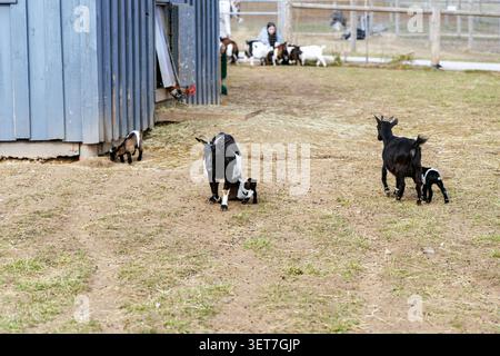 Le capre bianche e nere adulti camminano con i loro piccoli bambini appena nati in una fattoria accanto a una struttura in legno blu. Foto Stock