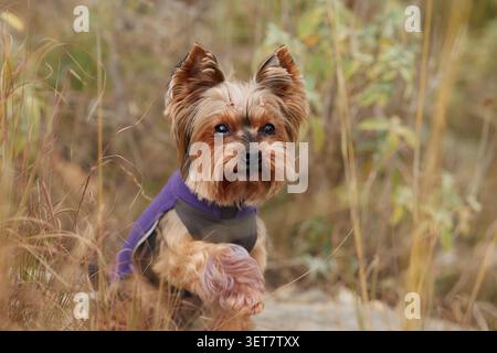 Ritratto dello Yorkshire Terrier catturato in un ambiente naturale caldo con uno sfondo morbido. Piccolo cane da compagnia che ama esplorare e viaggiare all'aria aperta Foto Stock