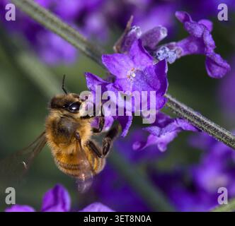 Honey Bee on Lavender Proboscis visibile Foto Stock