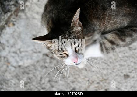 Un coinvolgente primo piano orizzontale che cattura un simpatico tabby e un gatto bianco che si pulisce da solo su un pavimento in pietra grigia. Foto Stock