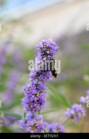Un bellissimo scatto macro verticale che cattura un'ape da falegname nero che impollina un vivace ramo di fiori viola. Foto Stock