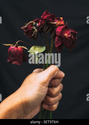 Cinque rose rosse secche e secche tenute da una mano sinistra su sfondo nero Foto Stock