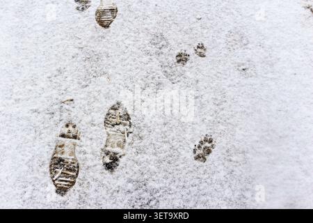 Impronte umane e impronte di zampe di cane lasciate su un fresco coprineve invernale durante una sessione giornaliera di camminate per animali domestici nella stagione fredda, lasciando un percorso unico Foto Stock