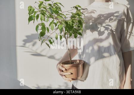 Le mani femminili tengono in mano una pianta verde ficus in una pentola di terracotta con ombra su una parete bianca Foto Stock