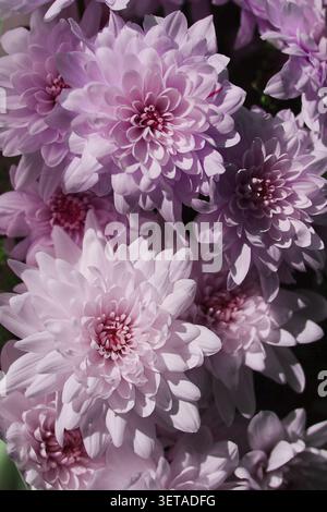 Primo piano di un bouquet di fiori di crisantemo. sfondo floreale Foto Stock
