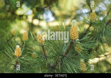 Boccioli di pino in primavera. Rami di pino in fiore. Giovane cono di pino Foto Stock