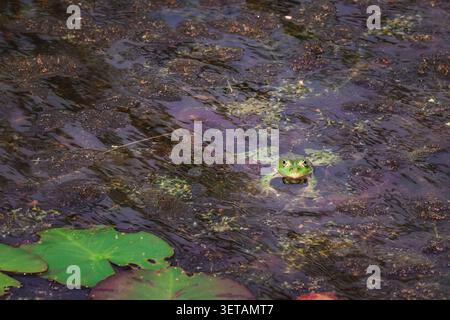 Grandi rane nell'acqua di un lago Foto Stock