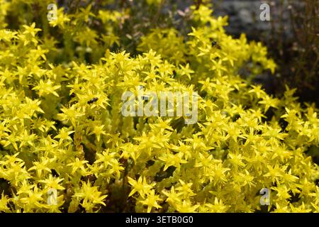 muschio dorato giallo brillante Foto Stock