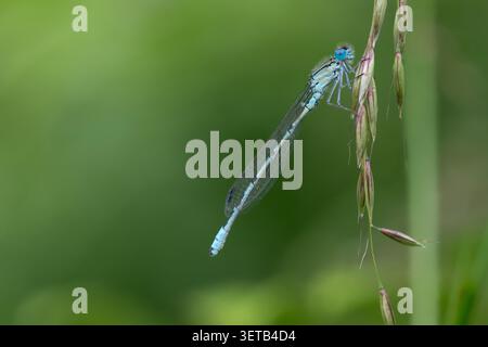 Damselfly con gambe bianche, maschio, (pennipes Platycnemis) Foto Stock