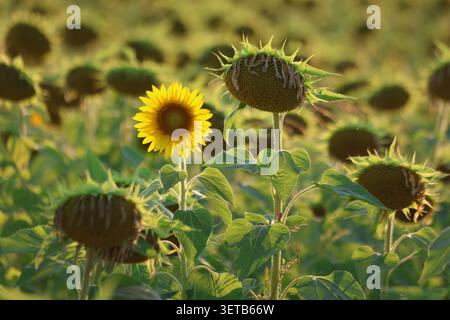 Vasto campo agricolo di girasoli gialli in fiore sotto un cielo morbido Foto Stock