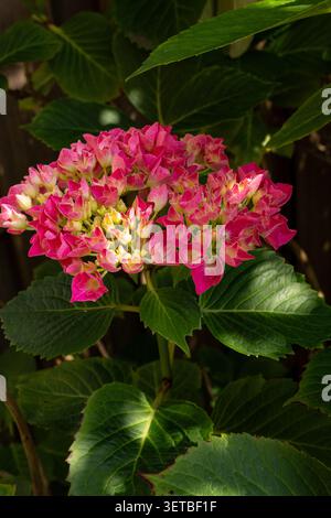 Primo piano di un fiore di ortensia rosa che fiorisce in un giardino circondato da foglie verdi. Foto Stock
