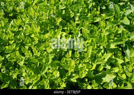 Primo piano del verde del fogliame di Melissa officinalis con luce solare intensa che crea un contrasto elevato e ombre profonde. Ottimo per le texture botaniche e le org Foto Stock