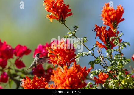 L'uccello colibrì mentre beveva da fiori d'arancio Foto Stock