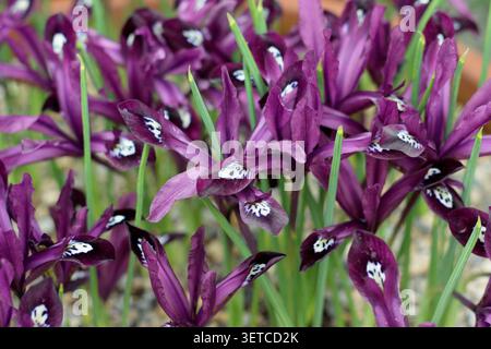 Iris reticulata Pauline. Fiori viola dell'Iris nano all'inizio della primavera. REGNO UNITO Foto Stock