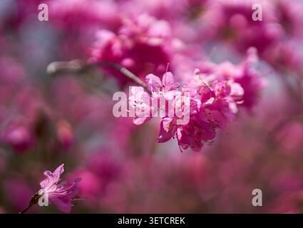 Primo piano di vivaci fiori rosa rododendri in fiore su un morbido sfondo sfocato Foto Stock