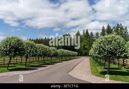 Una strada alberata curva attraverso un lussureggiante paesaggio verde nel Banffshire, Moray, Scozia. Foto Stock