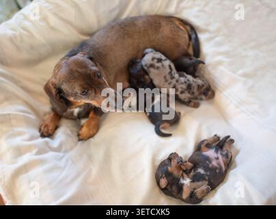 Una femmina di dachshund marrone sdraiata su una coperta bianca, che si prende cura del suo carino dapple appena nato e dei cuccioli neri che si allattano e dormono. Foto Stock