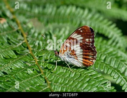 Ammiraglio bianco arroccato sul bracken. Harewood Forest, Andover, Hampshire, Inghilterra. Foto Stock
