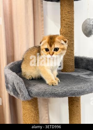 Allegro gattino chinchilla dorata della piega scozzese in equilibrio su palo graffiante in un luminoso appartamento contemporaneo Foto Stock