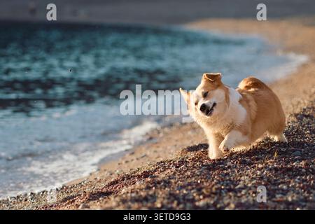 Pembroke Welsh Corgi godendosi un momento calmo sulla spiaggia al tramonto. Lo sfondo naturale della costa crea contenuti di viaggio estivi rilassati. Foto Stock