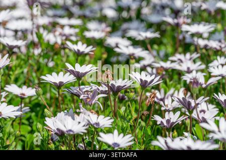 Un bellissimo campo di margherite africane bianche con centri viola scuro che fioriscono in un lussureggiante giardino verde sotto la luce del sole Foto Stock