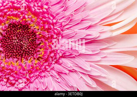 Delicato fiore di gerbera rosa pallido con centro rosa brillante, primo piano. Foto Stock