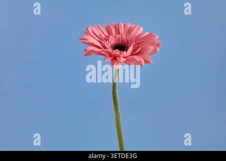 Margherita rosa gerbera su sfondo blu Foto Stock