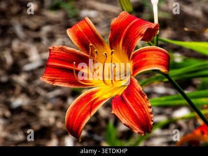 Un giglio vibrante in giardino Foto Stock