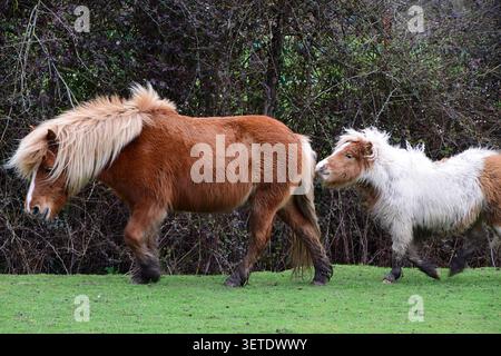 New Forest pony mare con puledro nel New Forest National Park, Hampshire, Inghilterra Foto Stock