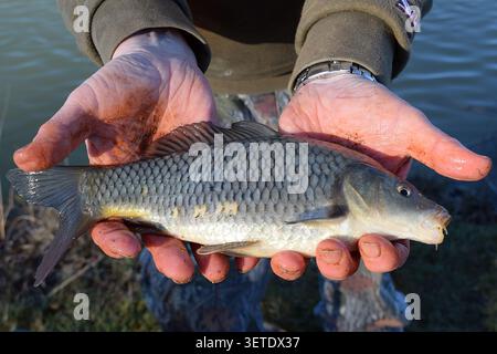 Carpa comune tenuta nelle mani del pescatore accanto a un lago d'acqua dolce Foto Stock