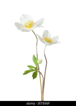 Due fiori bianchi di Anemone isolati su sfondo bianco. Foto Stock