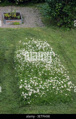 Prato appena tagliato nel giardino con una piccola porzione di margherite Foto Stock