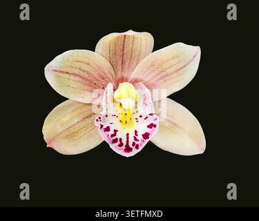 Bellissimo fiore di orchidea beige Cymbidium isolato su sfondo nero. Vista macro dettagliata di una fioritura esotica tropicale con delicati petali, vibrante Foto Stock