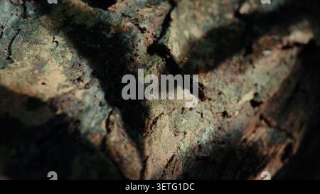 Primo piano della consistenza della corteccia degli alberi intemprata. Muschio e lichene coprono superfici ruvide. Le tonalità verde e marrone si mescolano naturalmente. Le crepe profonde rivelano l'età e le condizioni atmosferiche Foto Stock