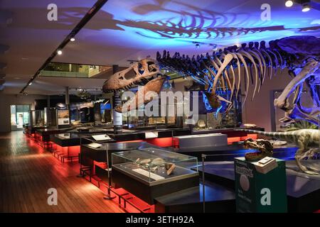 Scheletro del Tyrannosaurus rex in mostra al Great North Museum: Hancock a Newcastle, Regno Unito. Museo interno di storia naturale. Foto Stock
