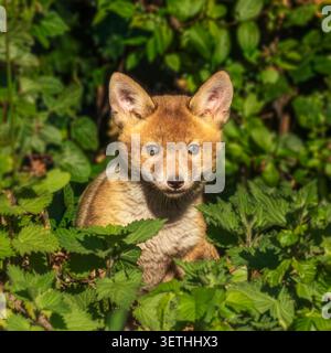 "Una foto nitida e dettagliata della fauna selvatica che cattura un cucciolo di volpe rosso (Vulpes vulpes) che fissa direttamente sull'obiettivo della fotocamera. Foto Stock