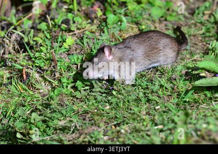 Rattus norvegicus marrone o comune di ratto Foto Stock