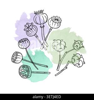 Illustrazione della linea botanica con cialde di papavero rami di cotone e teste di semi di loto. Eleganti elementi floreali disegnati a mano disposti su morbidi Illustrazione Vettoriale