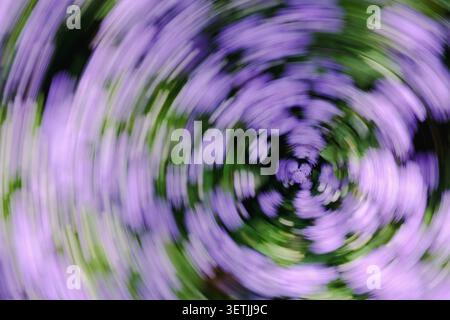 Sfocatura astratta di fiori viola e foglie verdi in un motivo vorticoso, creando uno sfondo floreale da sogno con colori tenui e movimenti dinamici Foto Stock