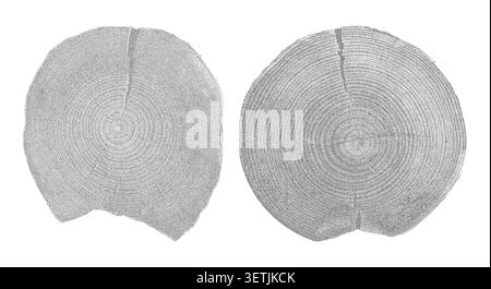 Struttura in legno naturale con motivo ad anello ad albero. Sezione trasversale che mostra le linee di crescita organica, illustrazione vettoriale della struttura a grana circolare irrigidita. Illustrazione Vettoriale