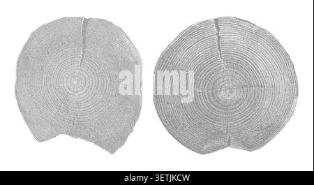 Struttura in legno naturale con motivo ad anello ad albero. Sezione trasversale che mostra le linee di crescita organica, illustrazione vettoriale della struttura a grana circolare irrigidita. Illustrazione Vettoriale
